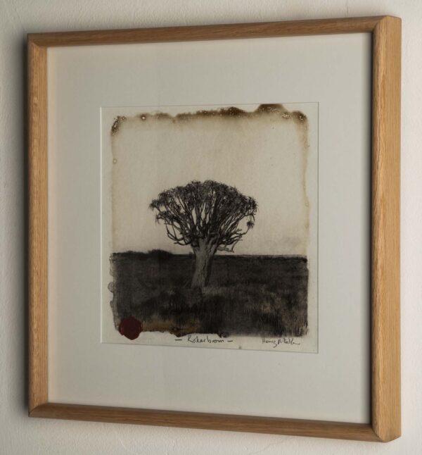 Kokerboom - Image 2
