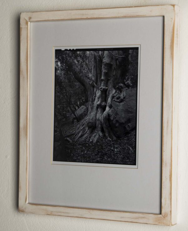 Tree - Image 2