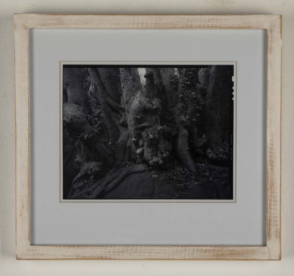 Gnarly Tree
