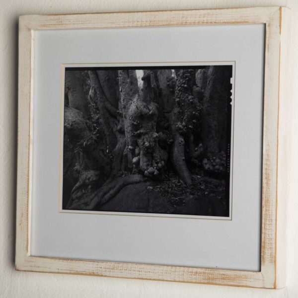 Gnarly Tree - Image 2