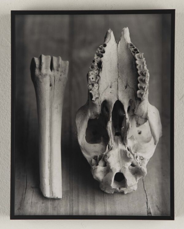 Skull and Bone