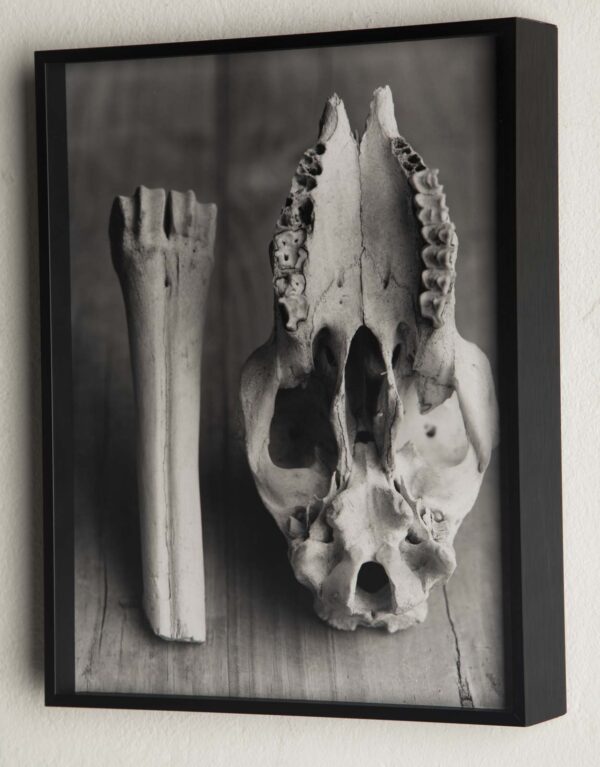 Skull and Bone - Image 2