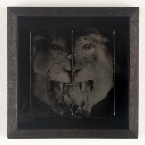 The Mirrored Fears